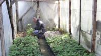 Новость В Украине изменили нормы воды для полива теплиц и огородов Строительство и Ремонт